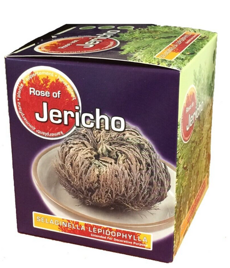 Rose Of Jericho