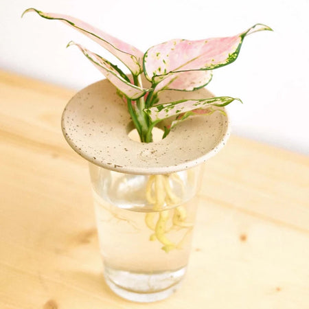 Pepin | Coupelled D'Hydroculture