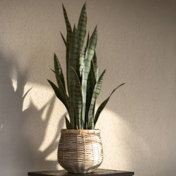 Pottery Pots | Antonio Bamboo