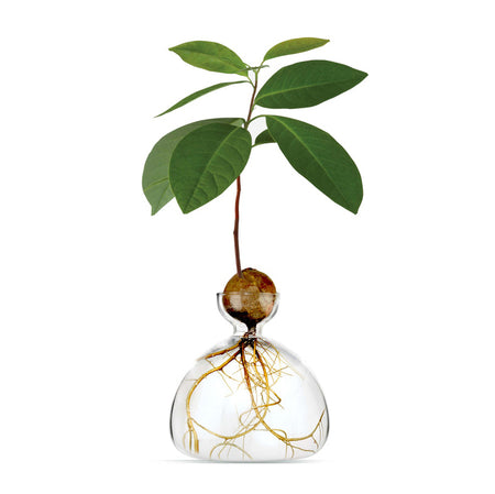 ILEX | Avocado Vase