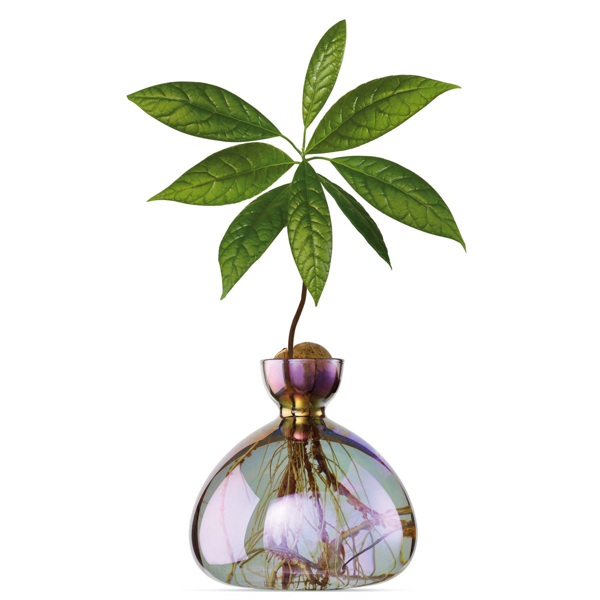 ILEX | Avocado Vase