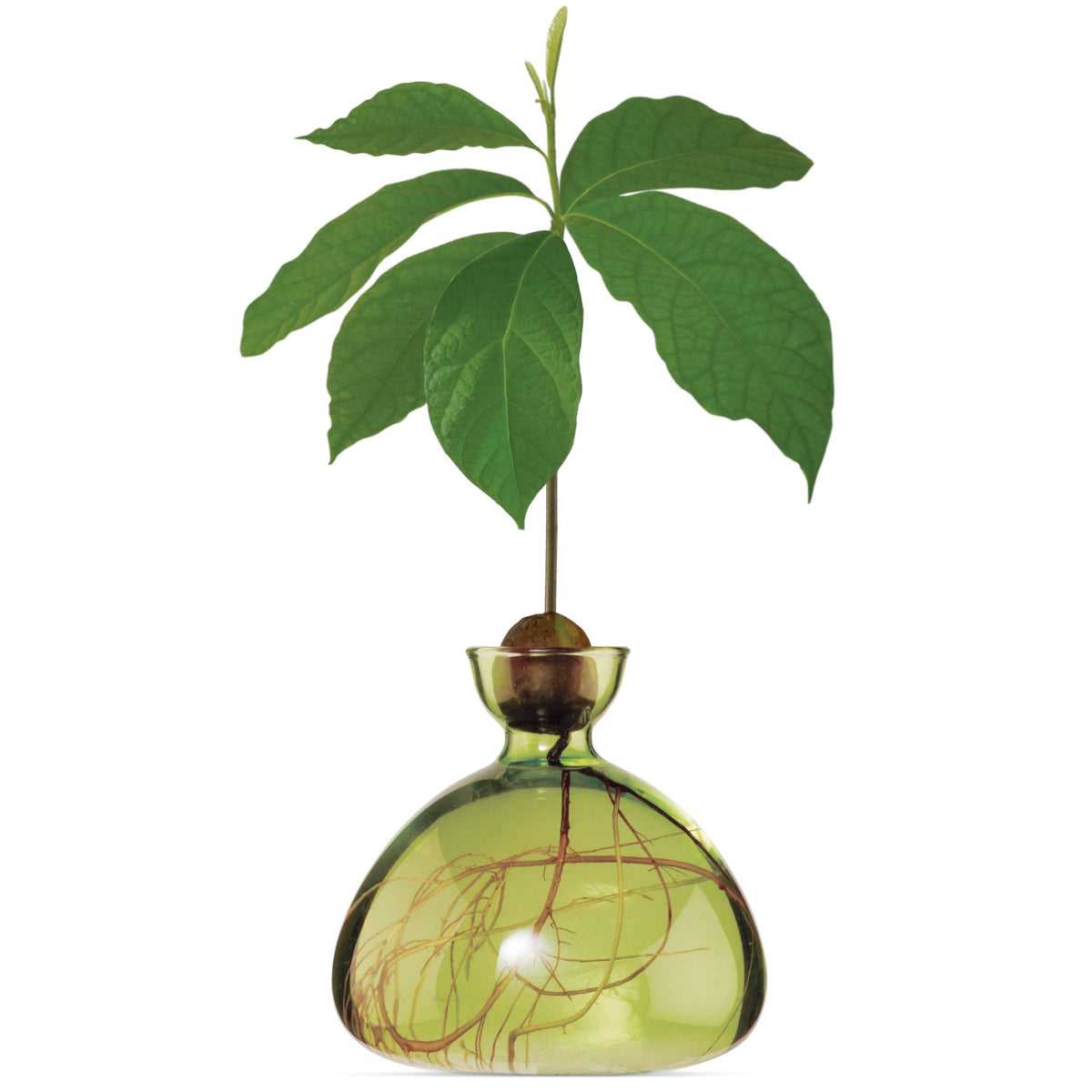ILEX | Avocado Vase