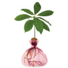 ILEX | Avocado Vase