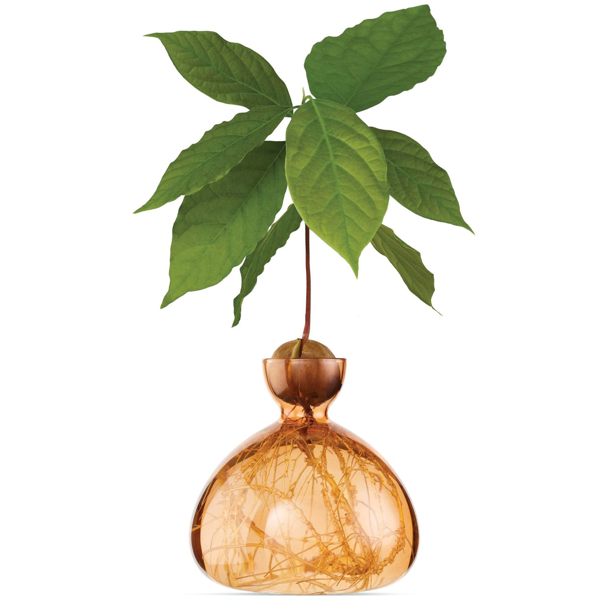 ILEX | Avocado Vase