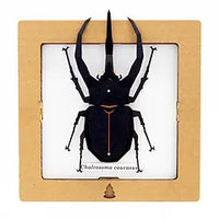 SQAR | Insect