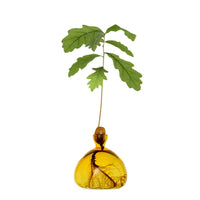 ILEX | Avocado Vase