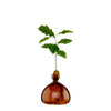 ILEX | Acorn Vase