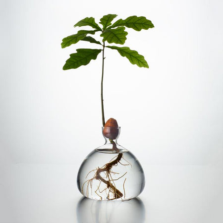 ILEX Studio | Acorn Vase