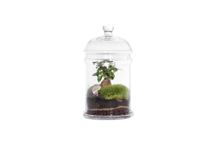 Green Factory | Dome Ficus Microcarpa