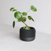 Minimum Design | Apple Planter
