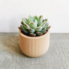 Minimum Design | Lotus Planter