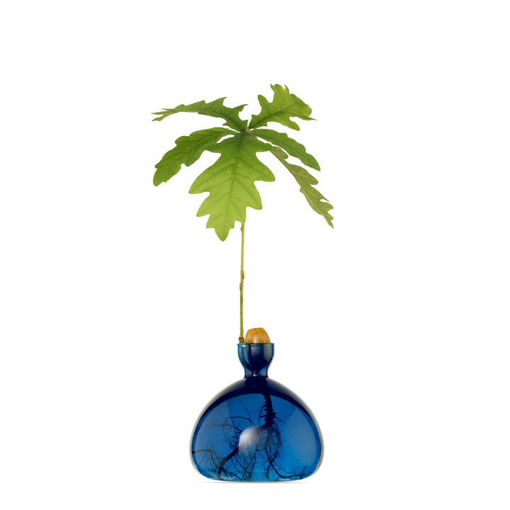 ILEX | Acorn Vase