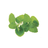 GGWW | Single Hydro Herb