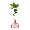 ILEX Studio | Acorn Vase