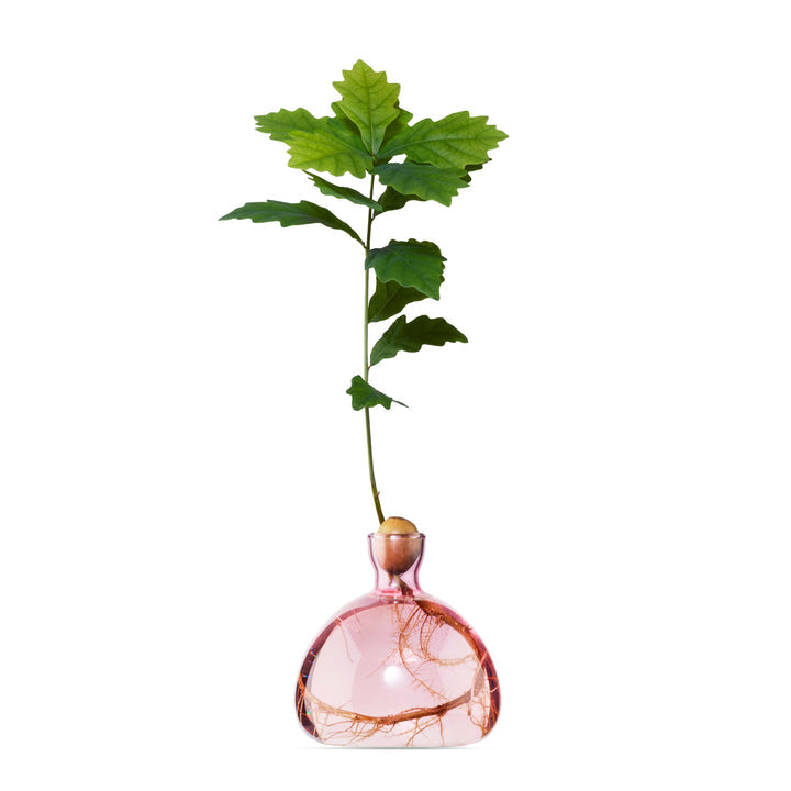 ILEX | Acorn Vase